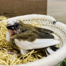 小さいけれど態度は大きい‼️十姉妹ノーマルカラー⭐️