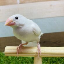 最新画像有ります⭐️美文鳥になりそうな予感…🩷凛々しいお顔の白文鳥✨