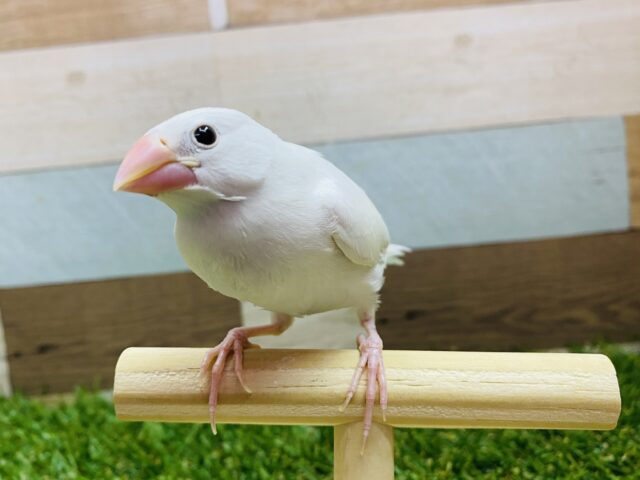 最新画像有ります⭐️美文鳥になりそうな予感…🩷凛々しいお顔の白文鳥✨