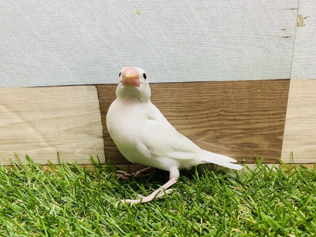 白文鳥