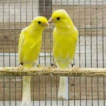 綺麗なさえずりを聞かせておくれ〜🎶細カナリア💛レモンユーフク