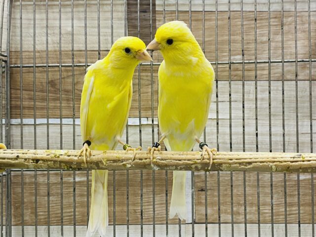 綺麗なさえずりを聞かせておくれ〜🎶細カナリア💛レモンユーフク