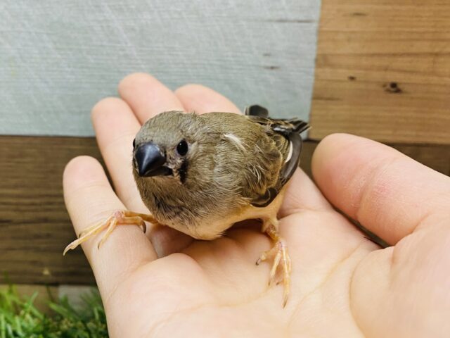 錦花鳥（キンカチョウ）