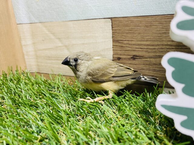 錦花鳥（キンカチョウ）