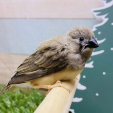 最新画像有ります🌟ミニミニで可愛い❤️アホ毛ちゃん🌀キンカチョウのノーマル！！