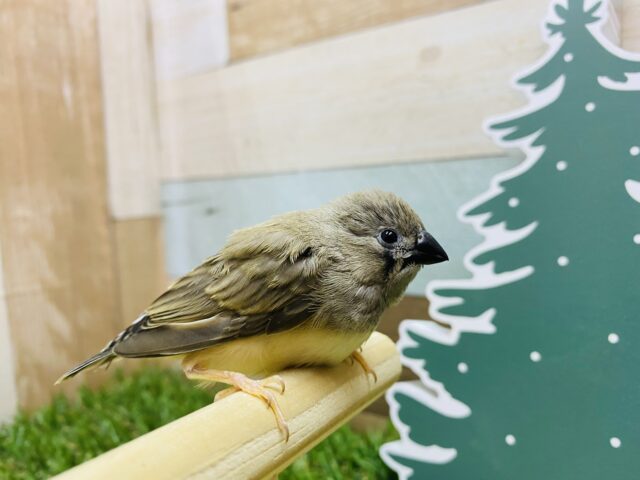 錦花鳥（キンカチョウ）