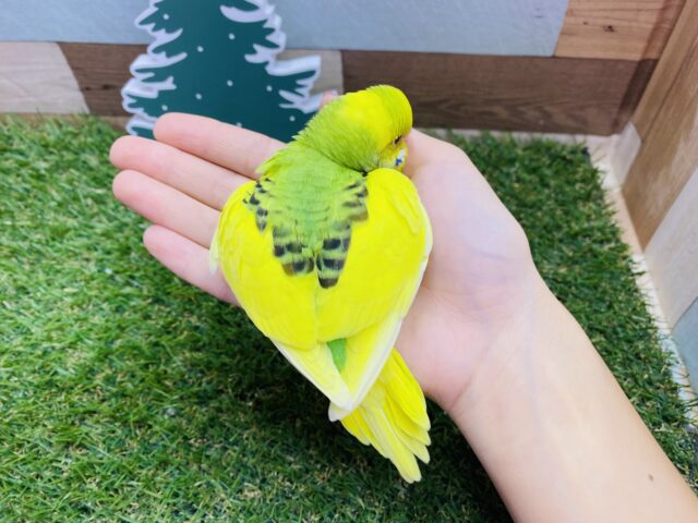 セキセイインコ