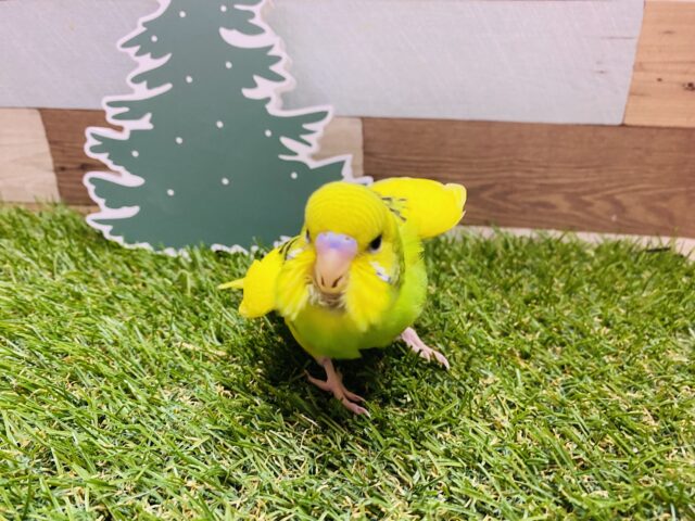 セキセイインコ