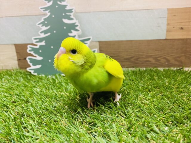 セキセイインコ