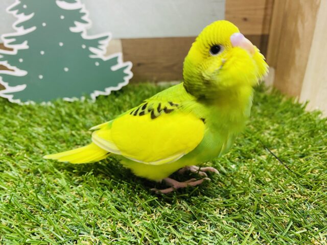 最新画像有ります❗️座ったフォルムが可愛すぎますっ😍セキセイインコのパイド！！