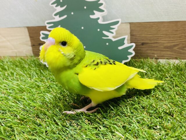 セキセイインコ