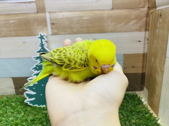 セキセイインコ