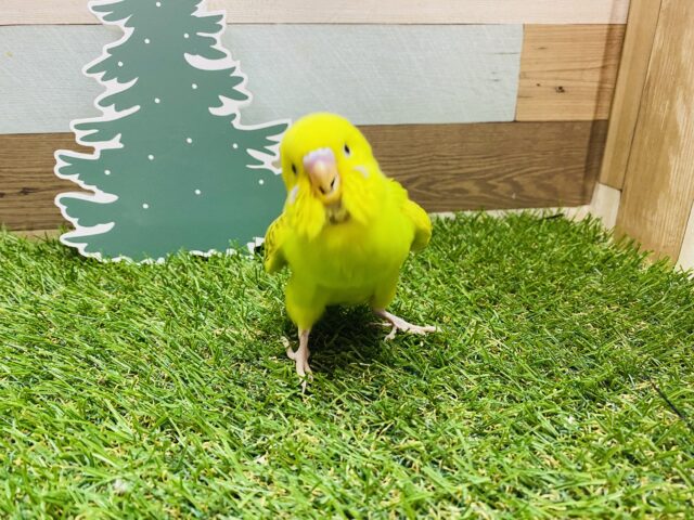 セキセイインコ