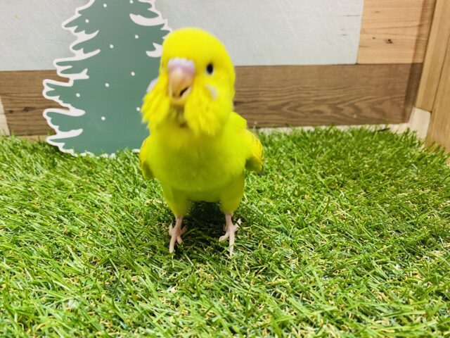 セキセイインコ