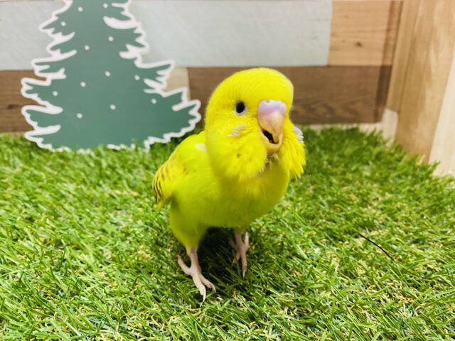 最新画像有ります🌟あわ〜い模様が可愛いんですっ😍セキセイインコのシナモンオパーリン！！