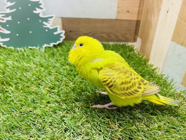 セキセイインコ