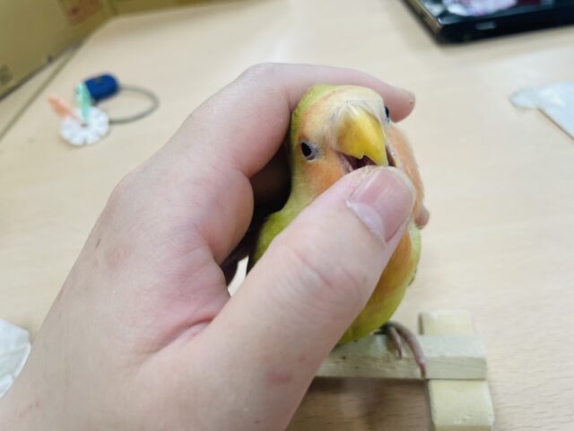 コザクラインコ（小桜インコ）