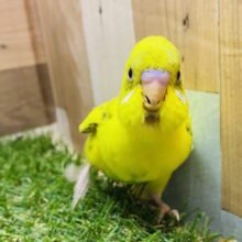 最新画像有り❗️どんな模様が出てくるか楽しみな子☺️セキセイインコのハルクイン！！