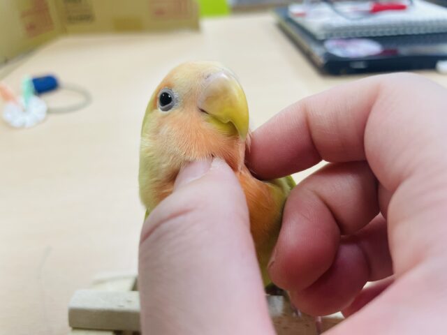 コザクラインコ（小桜インコ）