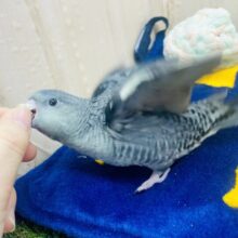 手のり❣️さし餌２回❣️ぴっぽぽぽぽぽ👑🩶な先輩🐦🩶🖤🩶　サザナミインコ　モーブ