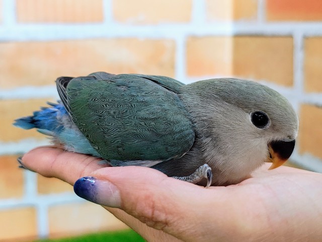 コザクラインコ（小桜インコ）