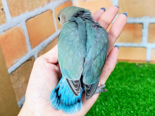 コザクラインコ（小桜インコ）