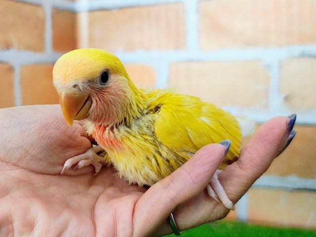 コザクラインコ（小桜インコ）