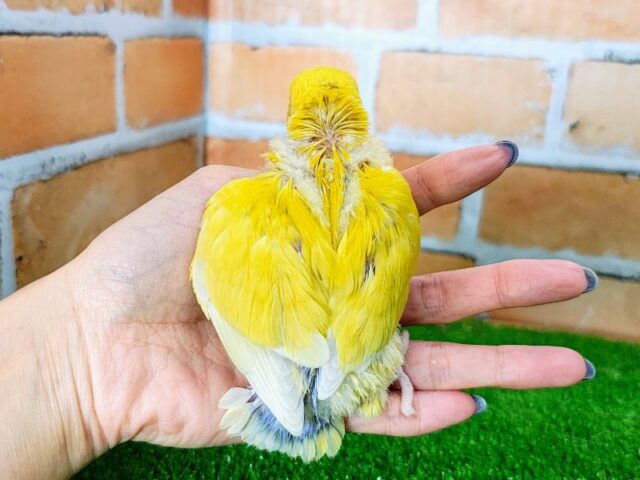 コザクラインコ（小桜インコ）