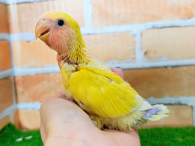 コザクラインコ（小桜インコ）