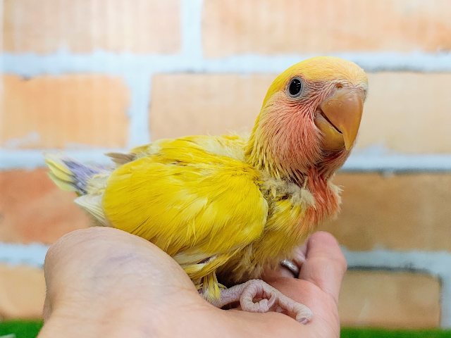 コザクラインコ（小桜インコ）