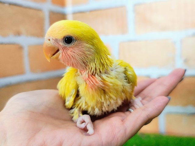 コザクラインコ（小桜インコ）