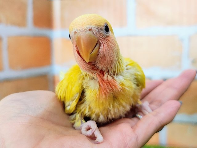 たんぽぽカラー🌼コザクラインコのヒナ(ゴールデンチェリー)入荷しました♥