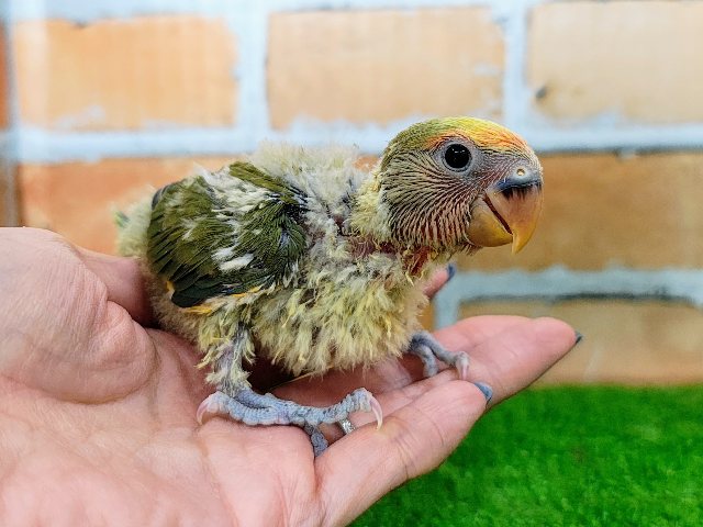 コザクラインコ（小桜インコ）