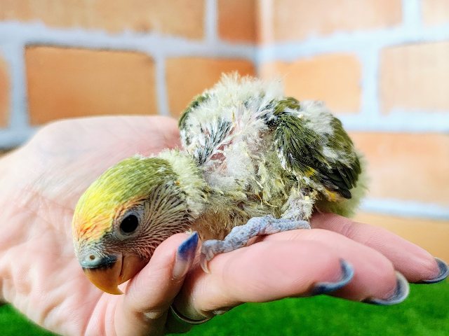 コザクラインコ（小桜インコ）