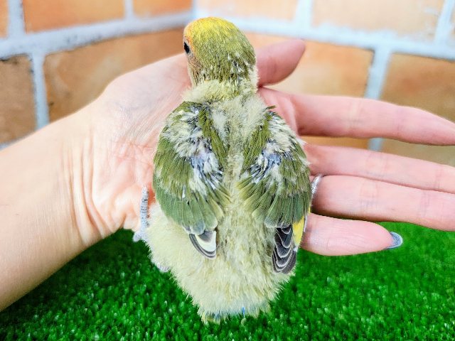 コザクラインコ（小桜インコ）