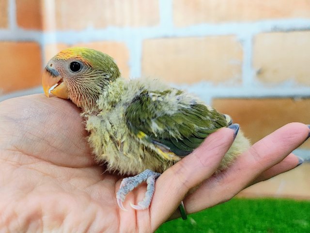 コザクラインコ（小桜インコ）