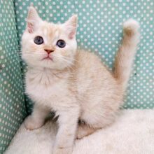 まん丸お顔のマンチカン君(足長タイプ)入荷しました♥
