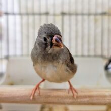 一人餌✨キンカ鳥いますよ〜♥
