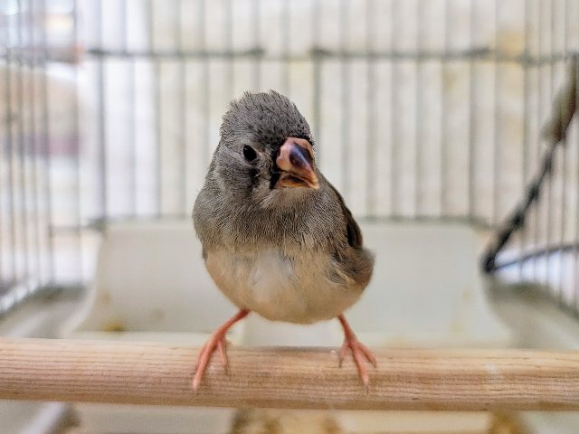 一人餌✨キンカ鳥いますよ〜♥