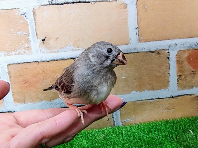 錦花鳥（キンカチョウ）