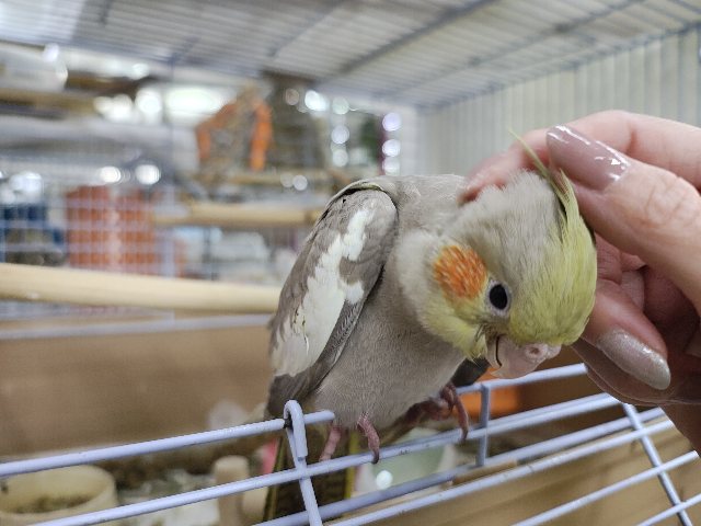 オカメインコ