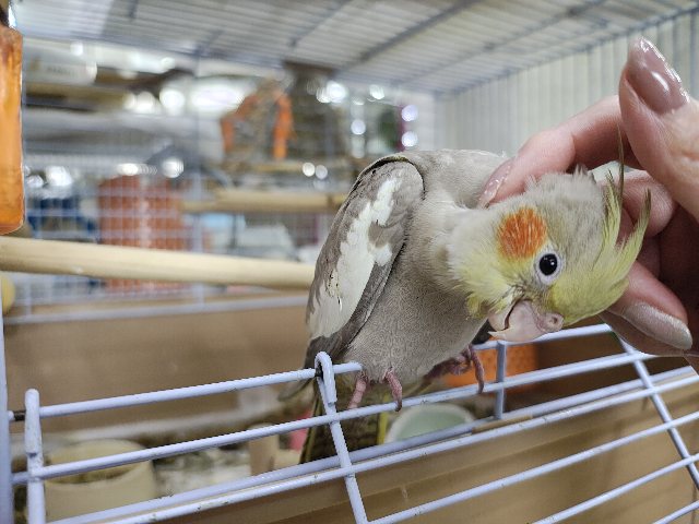 オカメインコ