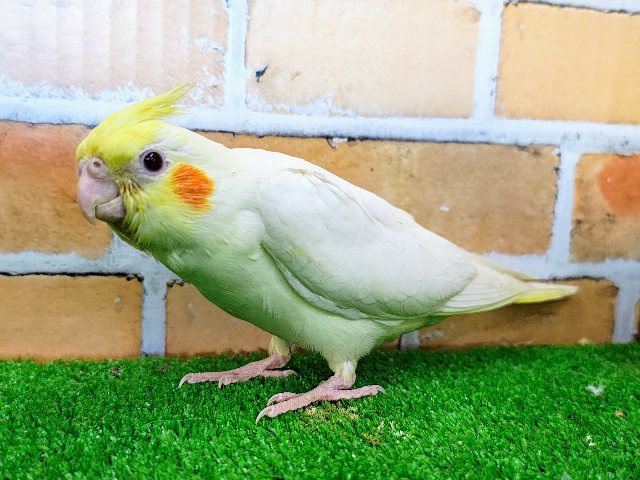 オカメインコ