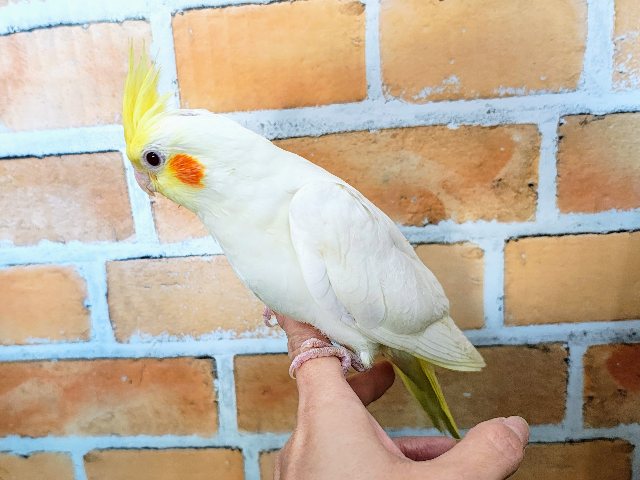 オカメインコ