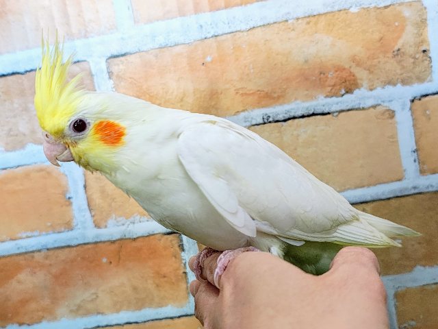 オカメインコ