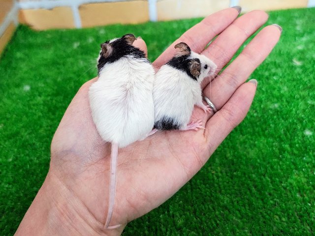 パンダマウス