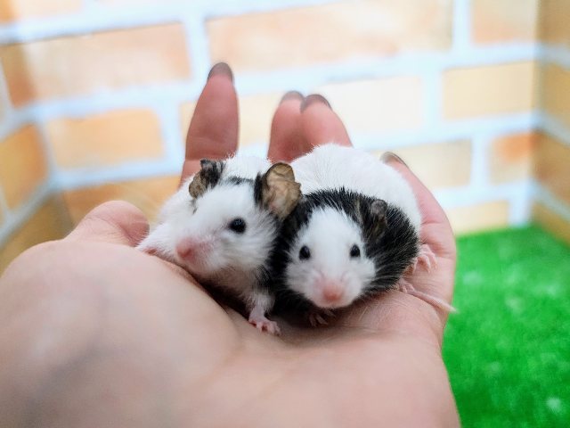 パンダマウス
