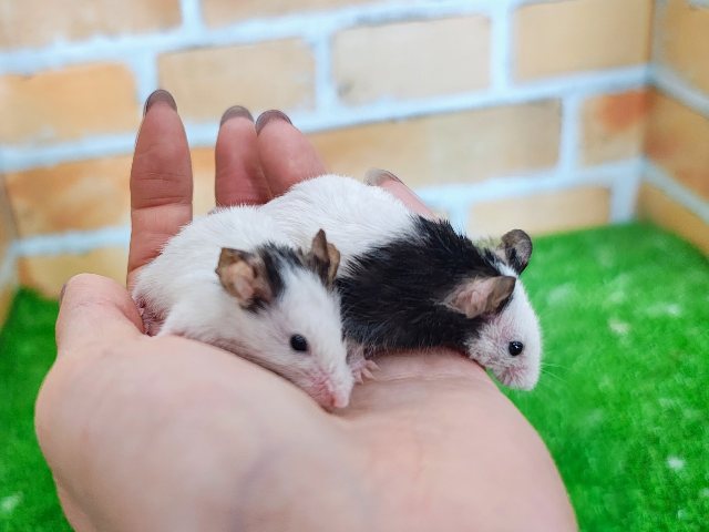 パンダマウス