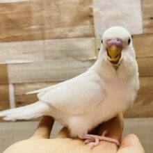最新画像有ります🌟うっすらあお〜いボディが可愛いんですっ🩵セキセイインコのアルビノ！！