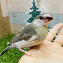 最新画像有ります🌟文鳥特有のムッとした表情が可愛すぎます🥰桜文鳥のヒナさん🌸